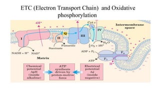 ETC (Electron Transport Chain) and Oxidative
phosphorylation
 