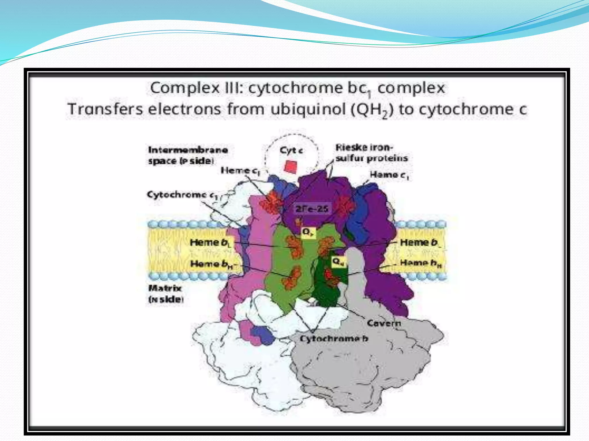 Electron Transport Chain and oxidative phosphorylation @meetpadhiyar