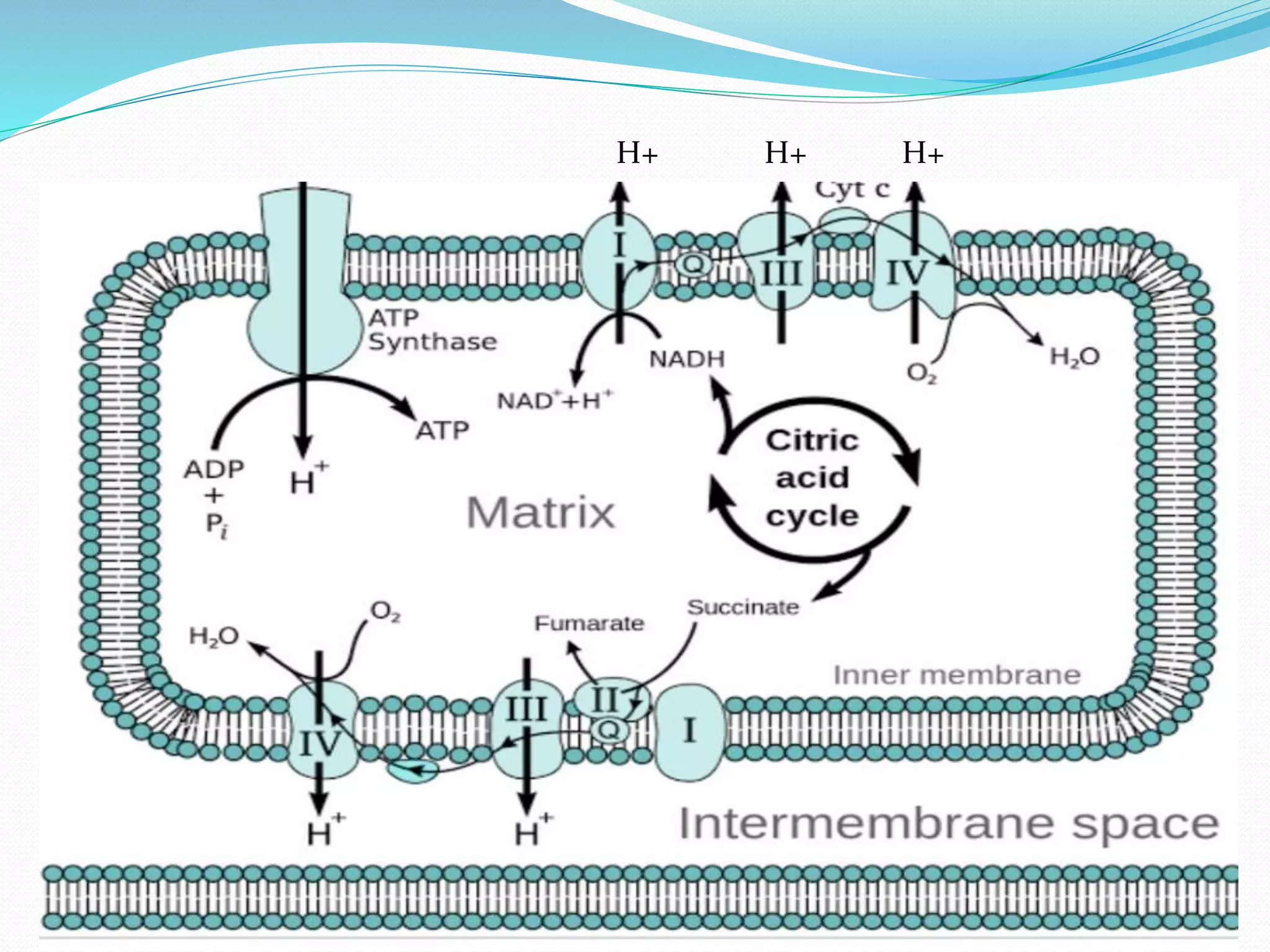 Electron Transport Chain and oxidative phosphorylation @meetpadhiyar