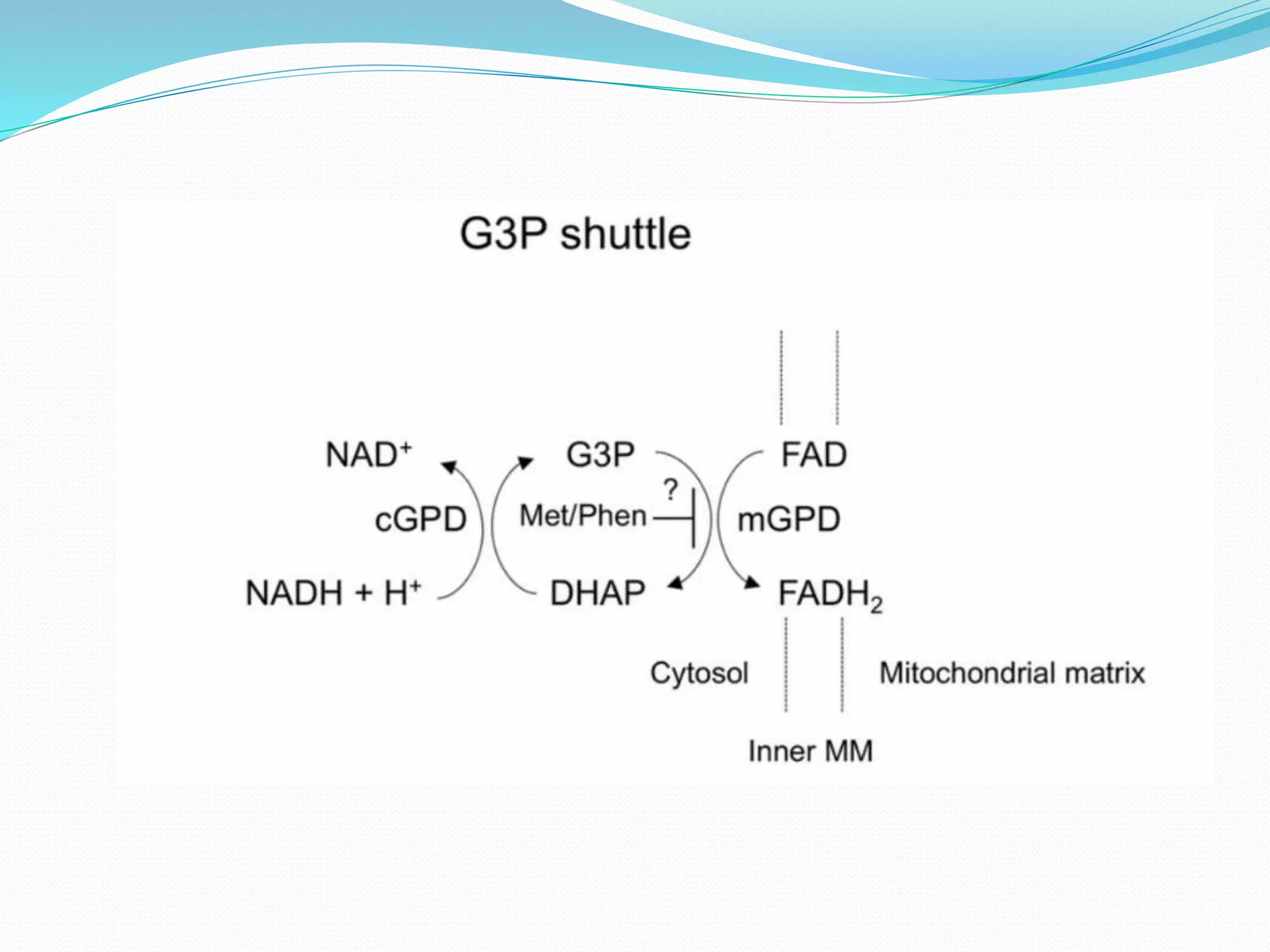Electron Transport Chain and oxidative phosphorylation @meetpadhiyar