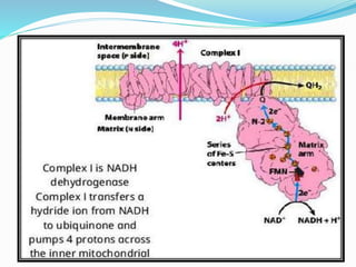 Electron Transport Chain and oxidative phosphorylation @meetpadhiyar | PPTX