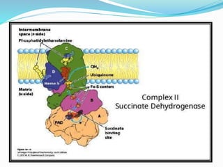 Electron Transport Chain and oxidative phosphorylation @meetpadhiyar | PPTX