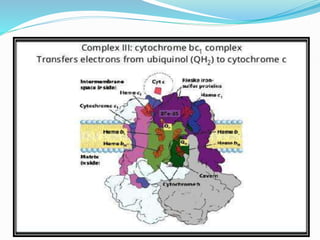Electron Transport Chain and oxidative phosphorylation @meetpadhiyar | PPTX