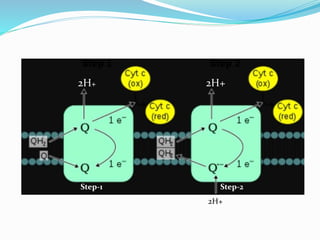 Electron Transport Chain and oxidative phosphorylation @meetpadhiyar | PPTX