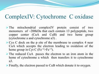 Electron Transport Chain and oxidative phosphorylation @meetpadhiyar | PPTX