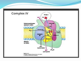 Electron Transport Chain and oxidative phosphorylation @meetpadhiyar | PPTX