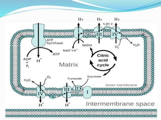 Electron Transport Chain and oxidative phosphorylation @meetpadhiyar | PPTX