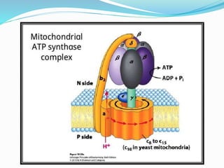 Electron Transport Chain and oxidative phosphorylation @meetpadhiyar | PPTX