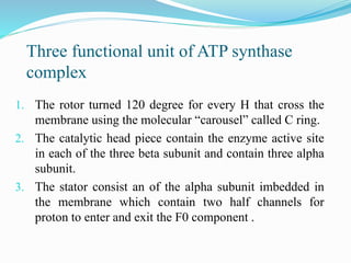 Electron Transport Chain and oxidative phosphorylation @meetpadhiyar | PPTX