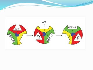 Electron Transport Chain and oxidative phosphorylation @meetpadhiyar | PPTX