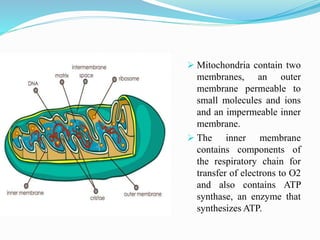 Electron Transport Chain and oxidative phosphorylation @meetpadhiyar | PPTX