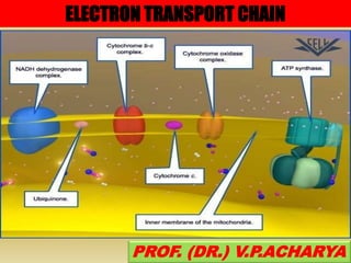 ELECTRON TRANSPORT CHAIN
PROF. (DR.) V.P.ACHARYA
 