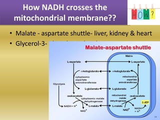 How NADH crosses the
mitochondrial membrane??
• Malate - aspartate shuttle- liver, kidney & heart
• Glycerol-3- Phosphate shuttle
 