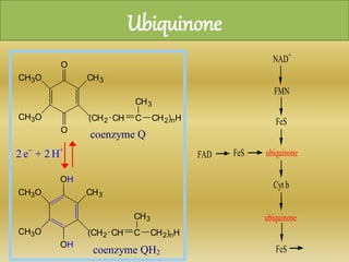 Ubiquinone
O
O
CH3O
CH3CH3O
(CH2 CH C CH2)nH
CH3
OH
OH
CH3O
CH3CH3O
(CH2 CH C CH2)nH
CH3
2 e-
+ 2 H+
coenzyme Q
coenzyme QH2
FAD FeS
FeS
FeS
FMN
NAD+
ubiquinone
Cyt b
ubiquinone
 