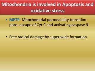Mitochondria is involved in Apoptosis and
oxidative stress
• MPTP- Mitochondrial permeability transition
pore- escape of Cyt C and activating caspase 9
• Free radical damage by superoxide formation
 