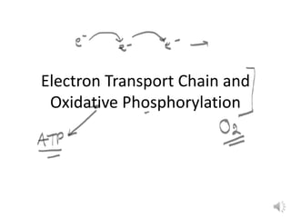 Electron Transport Chain and
Oxidative Phosphorylation
 