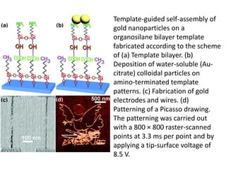 Template-guided self-assembly of
gold nanoparticles on a
organosilane bilayer template
fabricated according to the scheme
of (a) Template bilayer. (b)
Deposition of water-soluble (Au-
citrate) colloidal particles on
amino-terminated template
patterns. (c) Fabrication of gold
electrodes and wires. (d)
Patterning of a Picasso drawing.
The patterning was carried out
with a 800 × 800 raster-scanned
points at 3.3 ms per point and by
applying a tip-surface voltage of
8.5 V.
 