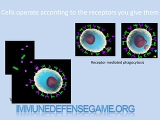 Cells operate according to the receptors you give them




                               Receptor mediated phagocytosis




  Tracking complement factor
 