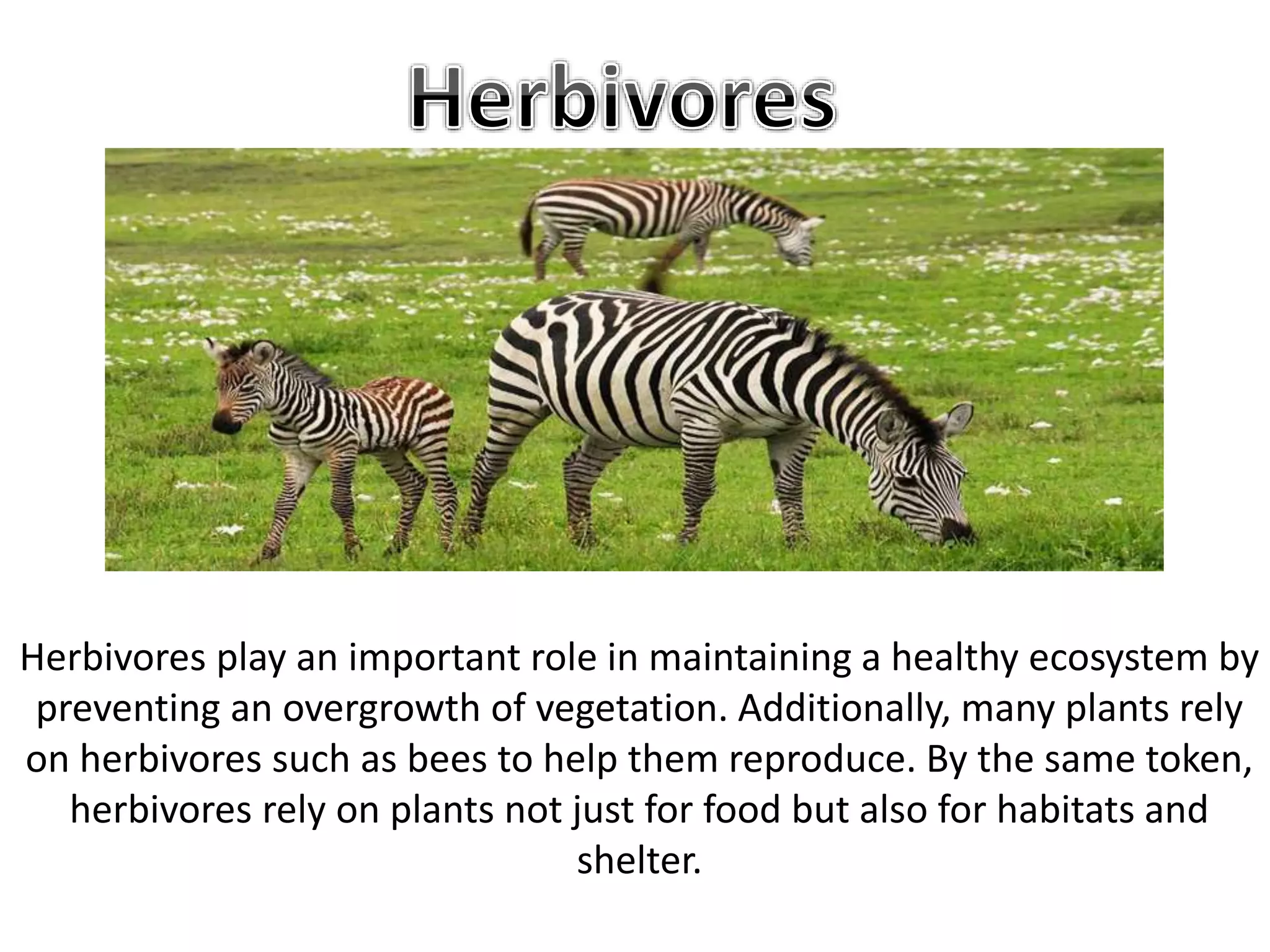 Herbivores play an important role in maintaining a healthy ecosystem by
preventing an overgrowth of vegetation. Additionally, many plants rely
on herbivores such as bees to help them reproduce. By the same token,
herbivores rely on plants not just for food but also for habitats and
shelter.
 