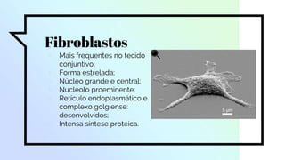 Fibroblastos
▫ Mais frequentes no tecido
conjuntivo;
▫ Forma estrelada;
▫ Núcleo grande e central;
▫ Nucléolo proeminente;
▫ Retículo endoplasmático e
complexo golgiense:
desenvolvidos;
▫ Intensa síntese protéica.
 
