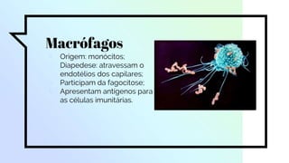 Macrófagos
▫ Origem: monócitos;
▫ Diapedese: atravessam o
endotélios dos capilares;
▫ Participam da fagocitose;
▫ Apresentam antígenos para
as células imunitárias.
 