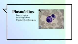 Plasmócitos
▫ Formato oval;
▫ Núcleo grande;
▫ Produzem anticorpos.
 