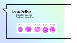 Leucócitos
▫ Glóbulos brancos;
▫ Realizam fagocitose.
 
