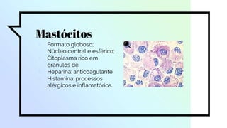 Mastócitos
▫ Formato globoso;
▫ Núcleo central e esférico;
▫ Citoplasma rico em
grânulos de:
▫ Heparina: anticoagulante
▫ Histamina: processos
alérgicos e inflamatórios.
 