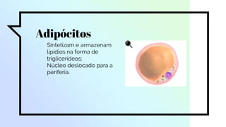 Adipócitos
▫ Sintetizam e armazenam
lipídios na forma de
triglicerídeos;
▫ Núcleo deslocado para a
periferia.
 