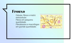Frouxo
▫ Células, fibras e matriz
extracelular;
▫ Fibras em pequena
quantidade;
▫ Fibroblastos e macrófagos
em grande quantidade;
 