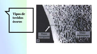 Tipos de
tecidos
ósseos
 