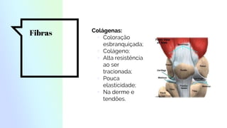 Fibras Colágenas:
▫ Coloração
esbranquiçada;
▫ Colágeno;
▫ Alta resistência
ao ser
tracionada;
▫ Pouca
elasticidade;
▫ Na derme e
tendões.
 