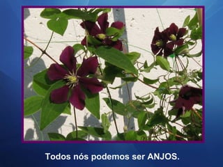 Todos nós podemos ser ANJOS.

 