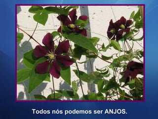 Todos nós podemos ser ANJOS.
 