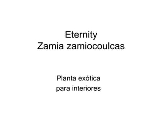 Eternity
Zamia zamiocoulcas
Planta exótica
para interiores
 