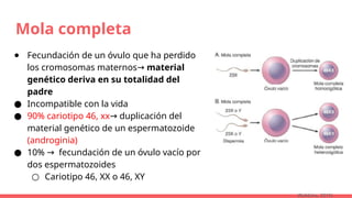 Mola completa
● Fecundación de un óvulo que ha perdido
los cromosomas maternos→ material
genético deriva en su totalidad del
padre
● Incompatible con la vida
● 90% cariotipo 46, xx duplicación del
→
material genético de un espermatozoide
(androginia)
● 10% fecundación de un óvulo vacío por
→
dos espermatozoides
○ Cariotipo 46, XX o 46, XY
(Robbins, 2015)
 