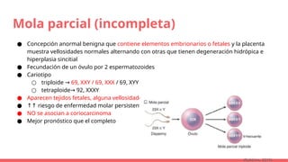 Mola parcial (incompleta)
● Concepción anormal benigna que contiene elementos embrionarios o fetales y la placenta
muestra vellosidades normales alternando con otras que tienen degeneración hidrópica e
hiperplasia sincitial
● Fecundación de un óvulo por 2 espermatozoides
● Cariotipo
○ triploide → 69, XXY / 69, XXX / 69, XYY
○ tetraploide 92, XXXY
→
● Aparecen tejidos fetales, alguna vellosidades afectadas y otras no
● ↑↑ riesgo de enfermedad molar persistente
● NO se asocian a coriocarcinoma
● Mejor pronóstico que el completo
(Robbins, 2015)
 