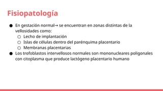 Fisiopatología
● En gestación normal se encuentran en zonas distintas de la
→
vellosidades como:
○ Lecho de implantación
○ Islas de células dentro del parénquima placentario
○ Membranas placentarias
● Los trofoblastos intervellosos normales son mononucleares poligonales
con citoplasma que produce lactógeno placentario humano
 