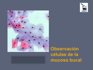 Observación
células de la
mucosa bucal
 