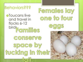 Behaviors???
Toucans   live
 and travel in
 flocks 6-12
 birds.
 