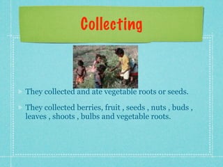 Collecting



They collected and ate vegetable roots or seeds.

They collected berries, fruit , seeds , nuts , buds ,
leaves , shoots , bulbs and vegetable roots.
 