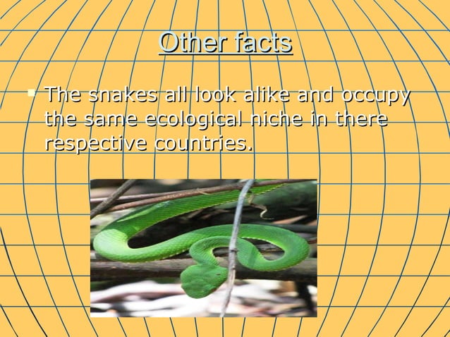 Ethan b the green tree pythons | PPT