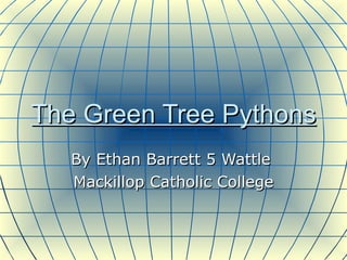 The Green Tree Pythons By Ethan Barrett 5 Wattle  Mackillop Catholic College 