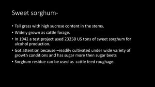 Sweet sorghum-
• Tall grass with high sucrose content in the stems.
• Widely grown as cattle forage.
• In 1942 a test project used 23250 US tons of sweet sorghum for
alcohol production.
• Got attention because –readily cultivated under wide variety of
growth conditions and has sugar more then sugar beets
• Sorghum residue can be used as cattle feed roughage.
 