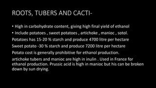 ROOTS, TUBERS AND CACTI-
• High in carbohydrate content, giving high final yield of ethanol
• Include potatoes , sweet potatoes , artichoke , manioc , sotol.
Potatoes has 15-20 % starch and produce 4700 litre per hectare
Sweet potato -30 % starch and produce 7200 litre per hectare
Potato cost is generally prohibitive for ethanol production.
artichoke tubers and manioc are high in inulin . Used in France for
ethanol production. Prussic acid is high in manioc but his can be broken
down by sun drying.
 