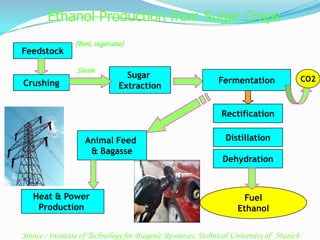 Ethanol Production from Sugar Crops
Crushing
Sugar
Extraction
Distillation
Rectification
Dehydration
Fuel
Ethanol
Animal Feed
& Bagasse
(Beet, sugarcane)
Feedstock
Heat & Power
Production
Fermentation CO2
Steam
Source : Institute of Technology for Biogenic Resources, Technical University of Munich
 