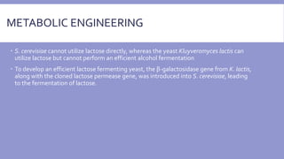 METABOLIC ENGINEERING
 S. cerevisiae cannot utilize lactose directly, whereas the yeast Kluyveromyces lactis can
utilize lactose but cannot perform an efficient alcohol fermentation
 To develop an efficient lactose fermenting yeast, the β-galactosidase gene from K. lactis,
along with the cloned lactose permease gene, was introduced into S. cerevisiae, leading
to the fermentation of lactose.
 