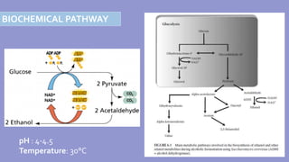 BIOCHEMICAL PATHWAY
pH : 4-4.5
Temperature: 30°C
 