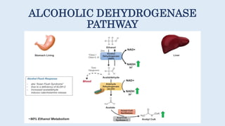 ALCOHOLIC DEHYDROGENASE
PATHWAY
 