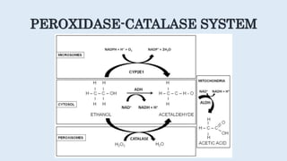 PEROXIDASE-CATALASE SYSTEM
 